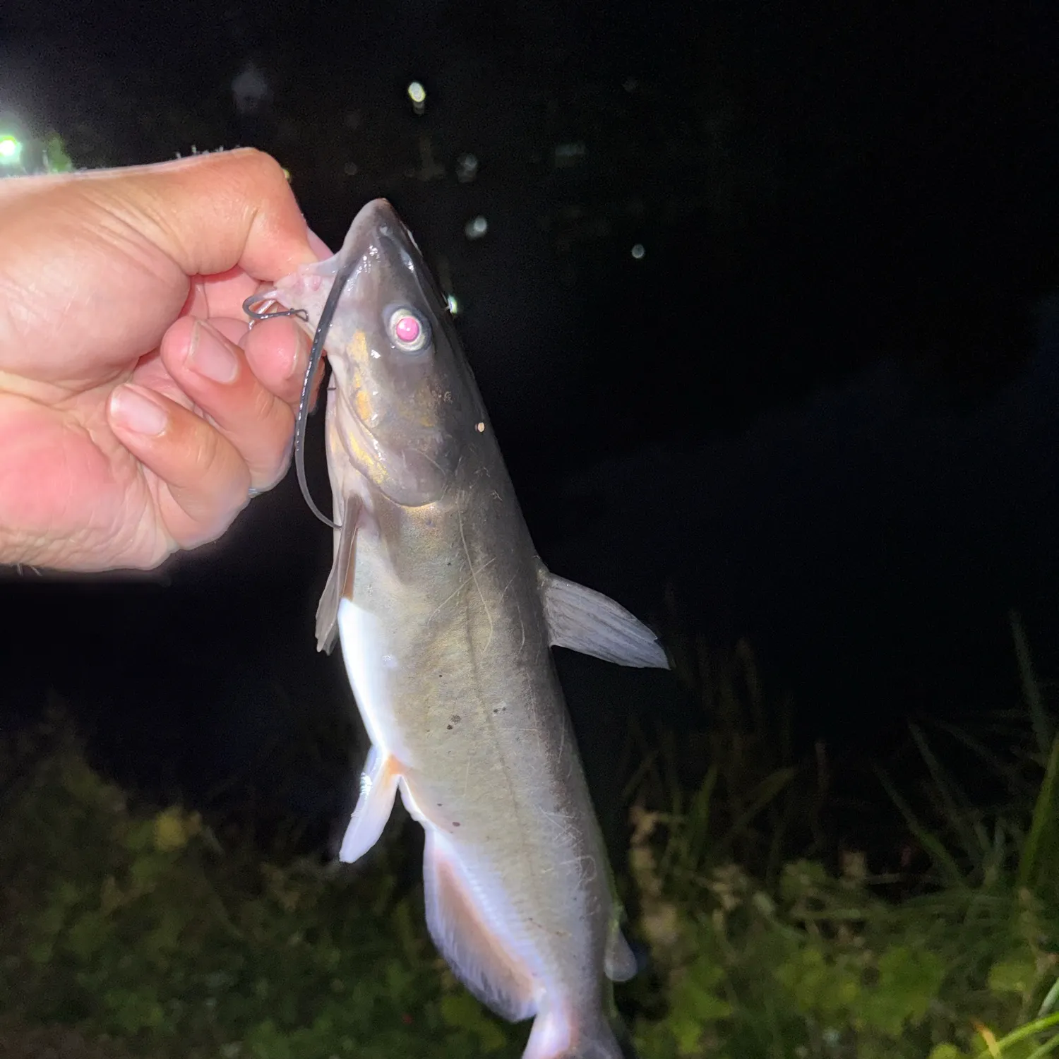 Channel catfish caught on Fishbrain