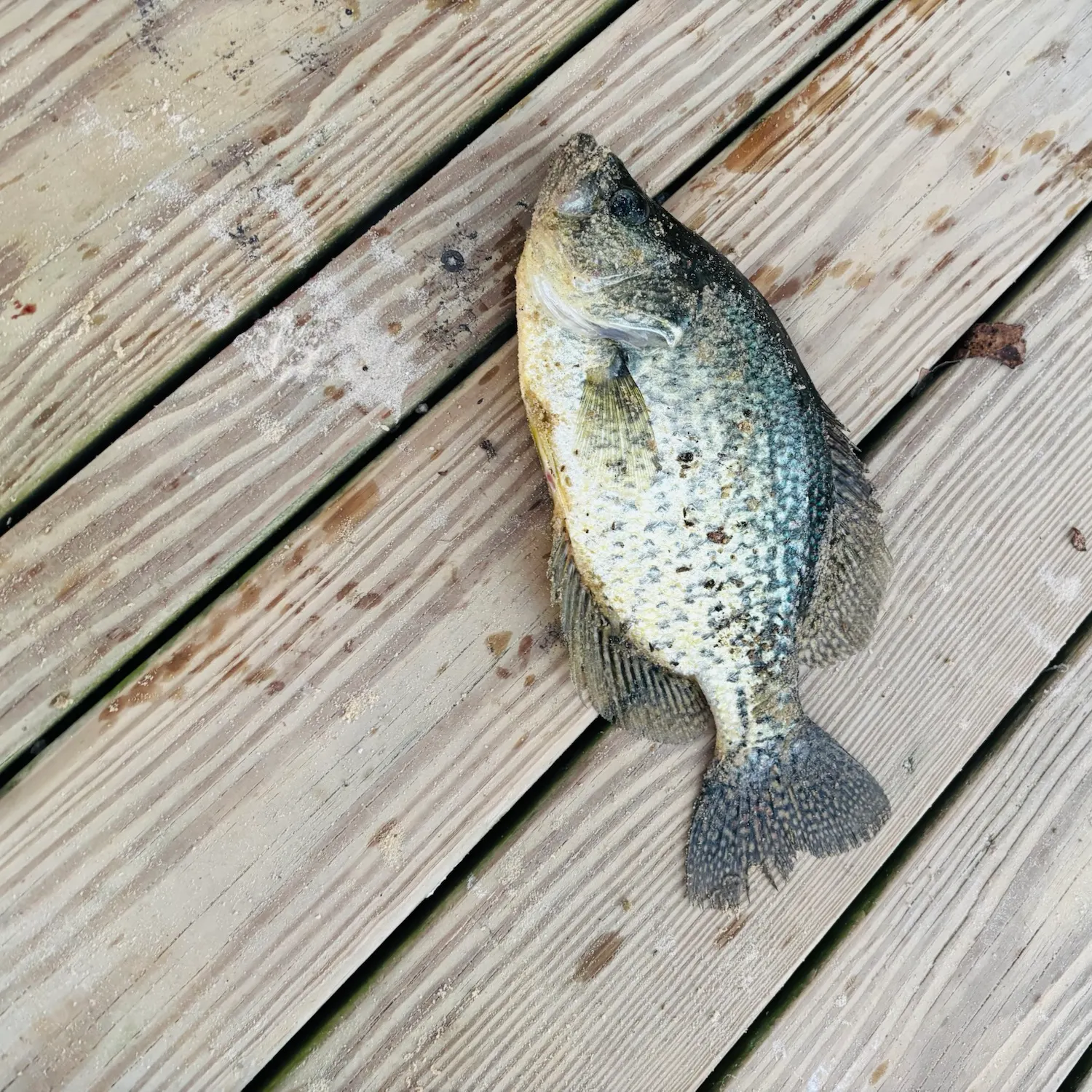 Black crappie caught on Fishbrain