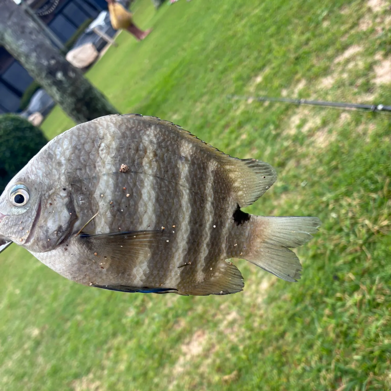 The most recent Blackspot sergeant catches on Fishbrain