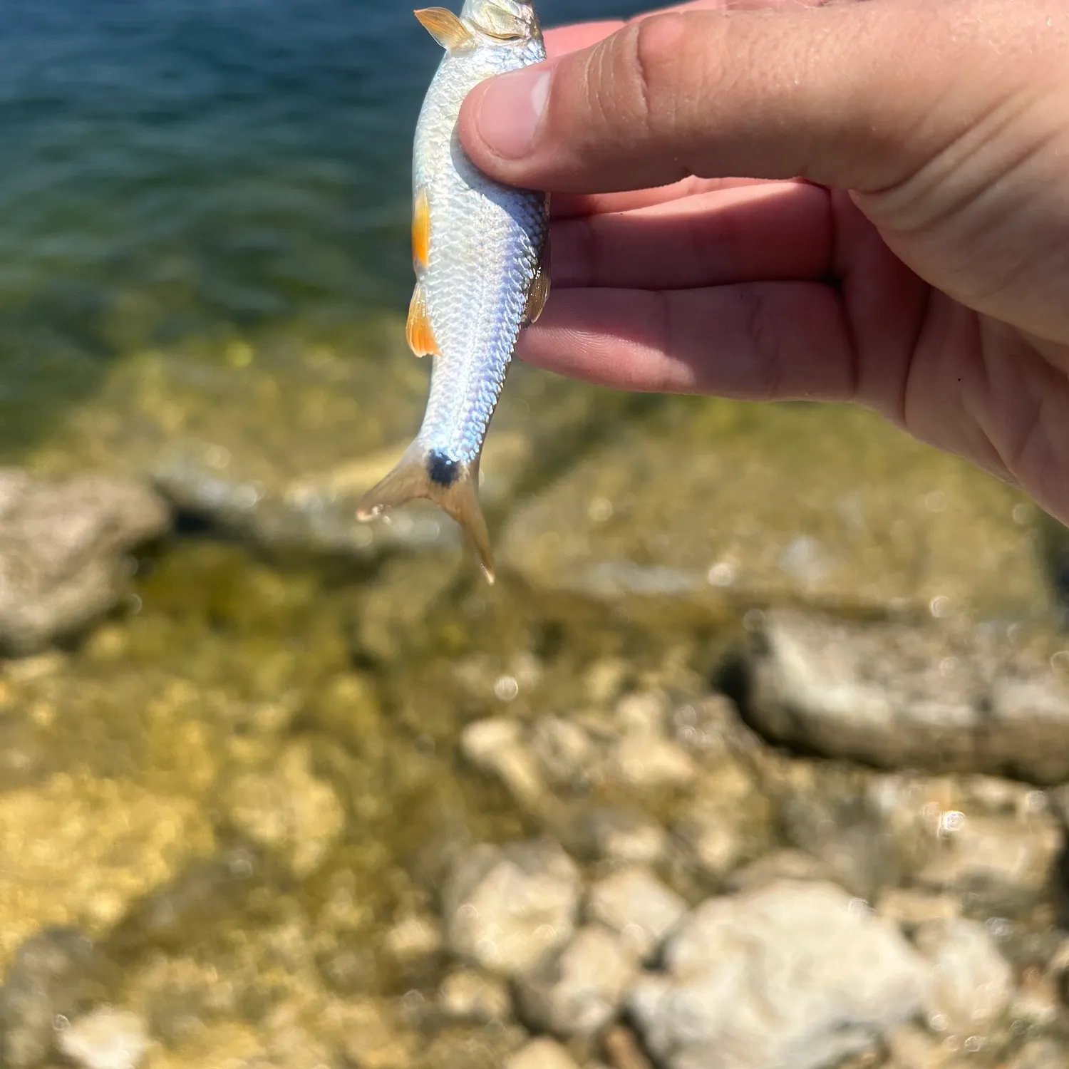 The most recent Western blacktail shiner catches on Fishbrain