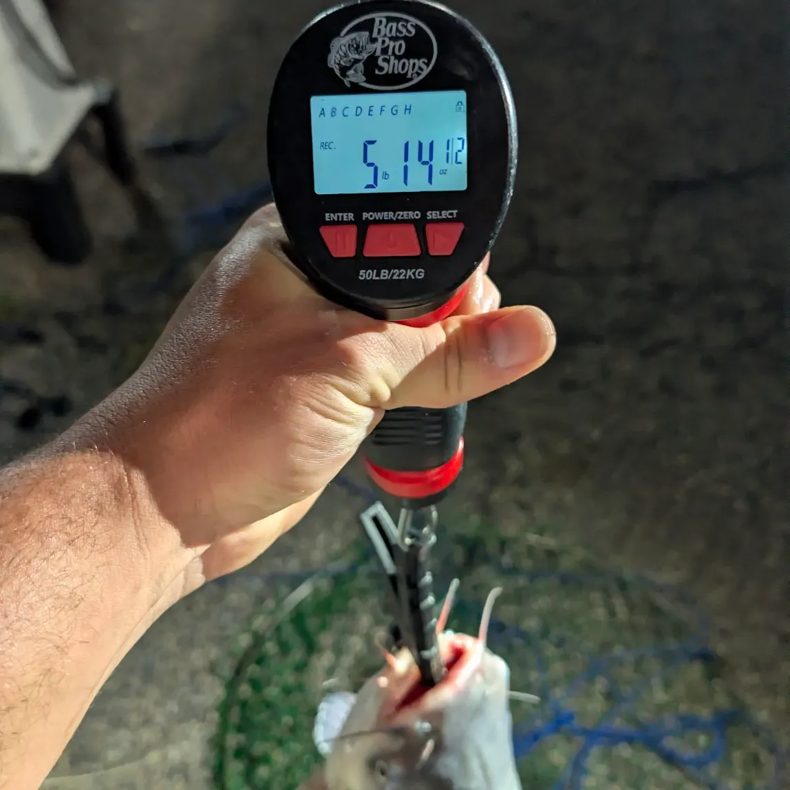 Blue catfish caught on Fishbrain