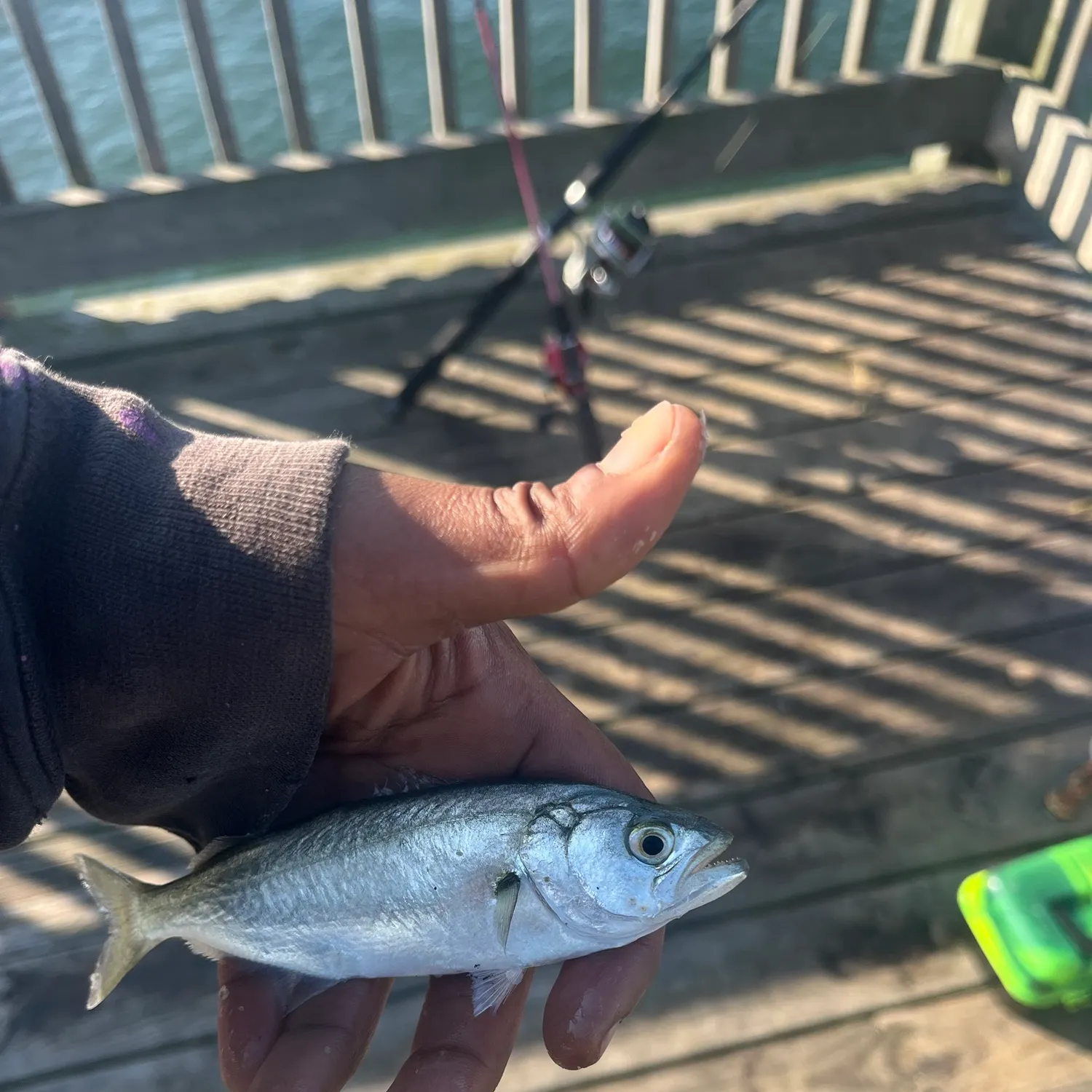 Bluefish caught on Fishbrain