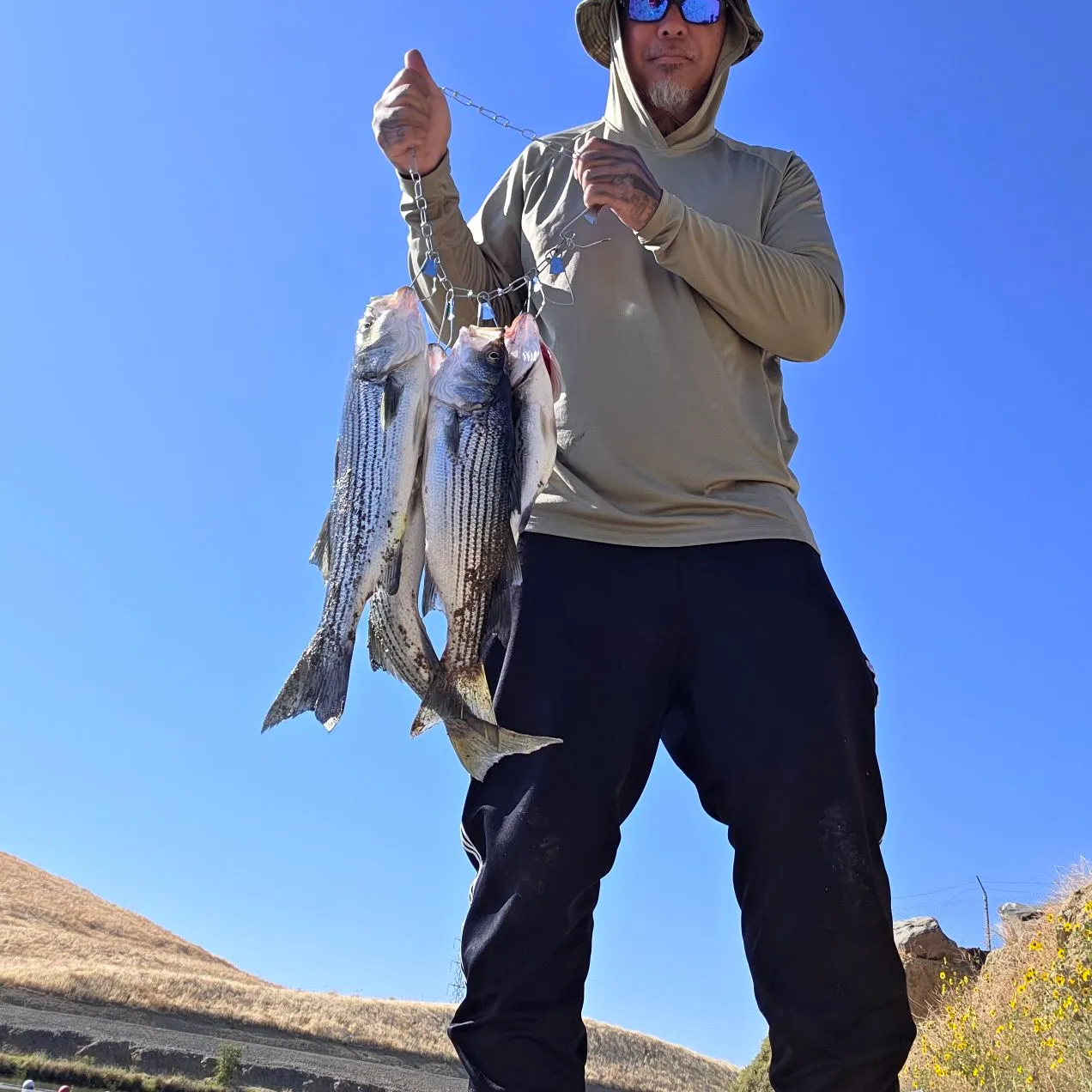 Striped bass caught on Fishbrain