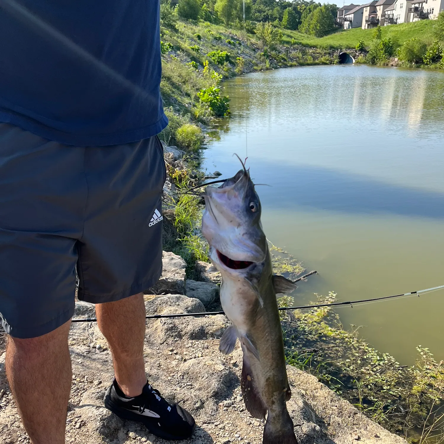 Channel catfish caught on Fishbrain