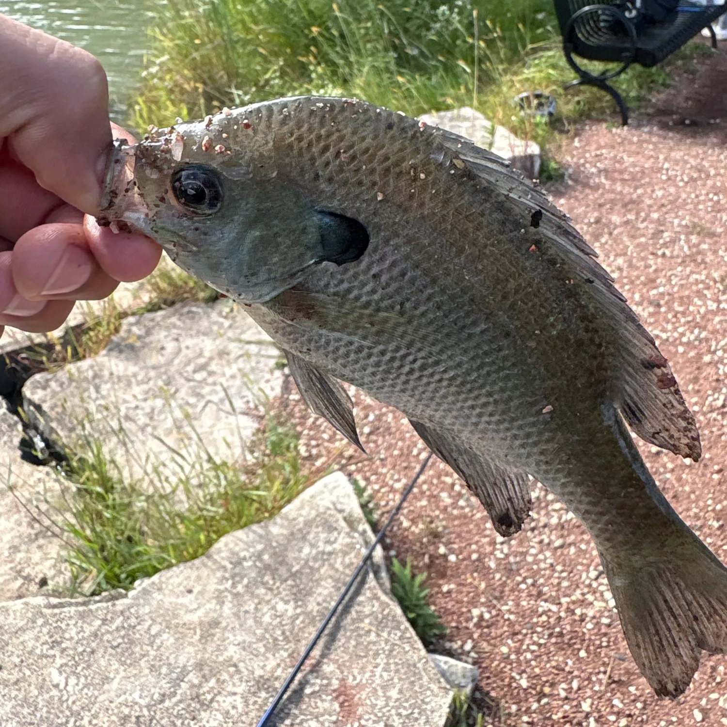 Bluegill caught on Fishbrain