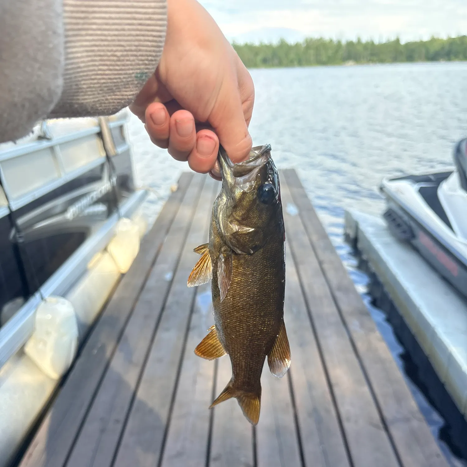 Smallmouth bass caught on Fishbrain