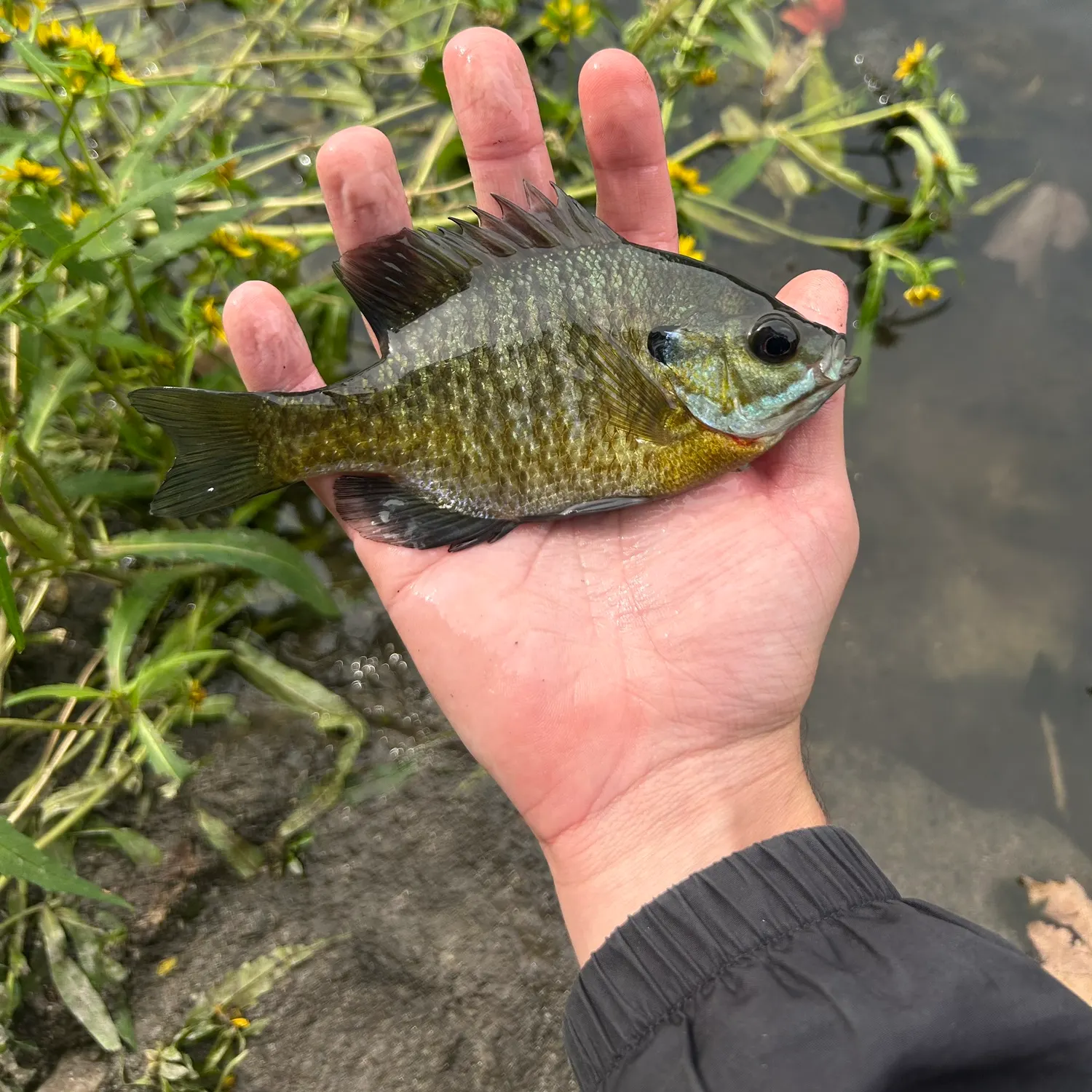 Bluegill caught on Fishbrain