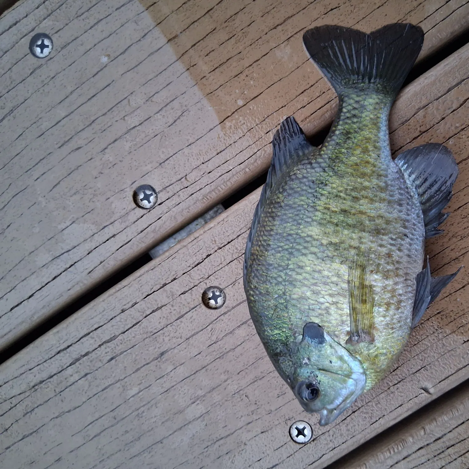 Bluegill caught on Fishbrain