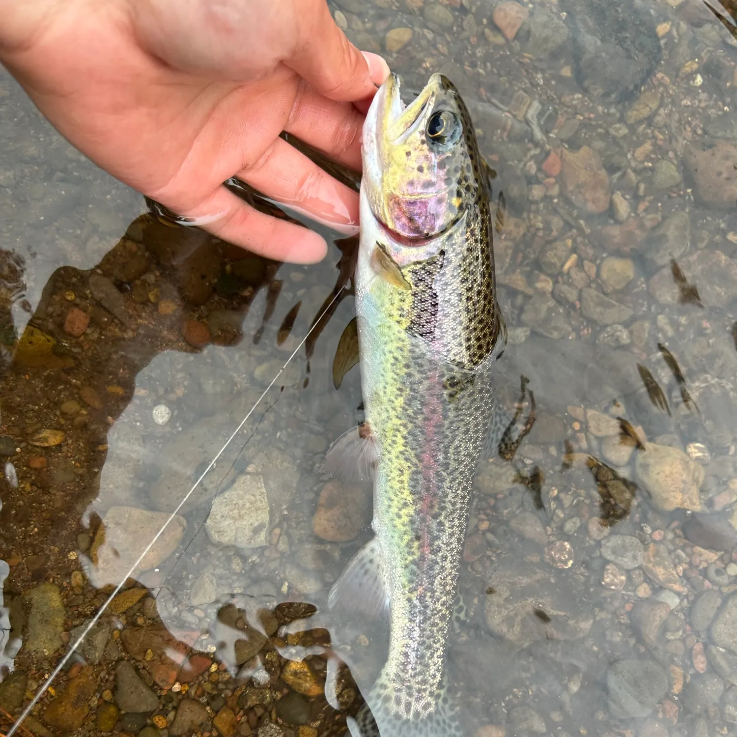 Rainbow trout caught on Fishbrain