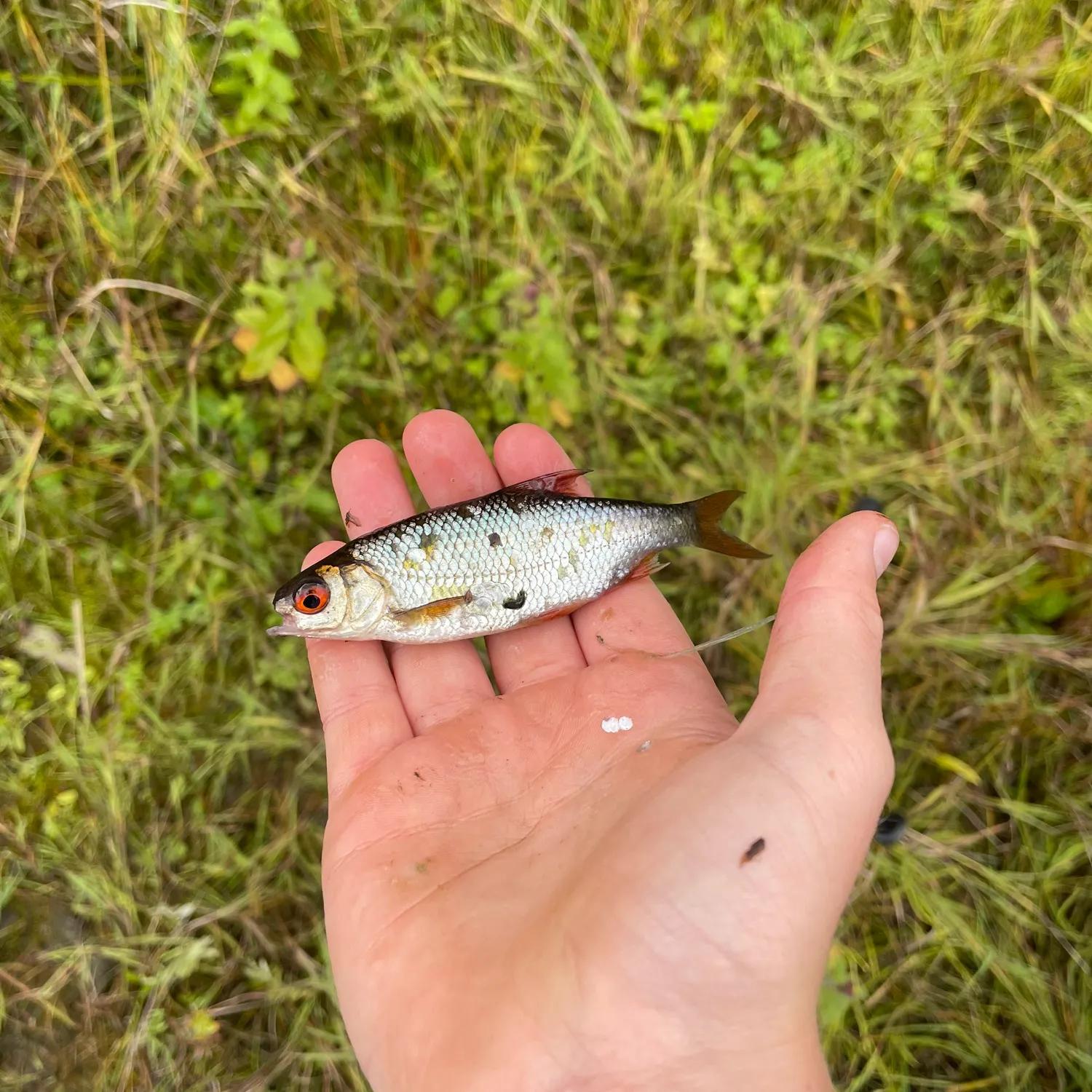 The most recent Common bream catches on Fishbrain