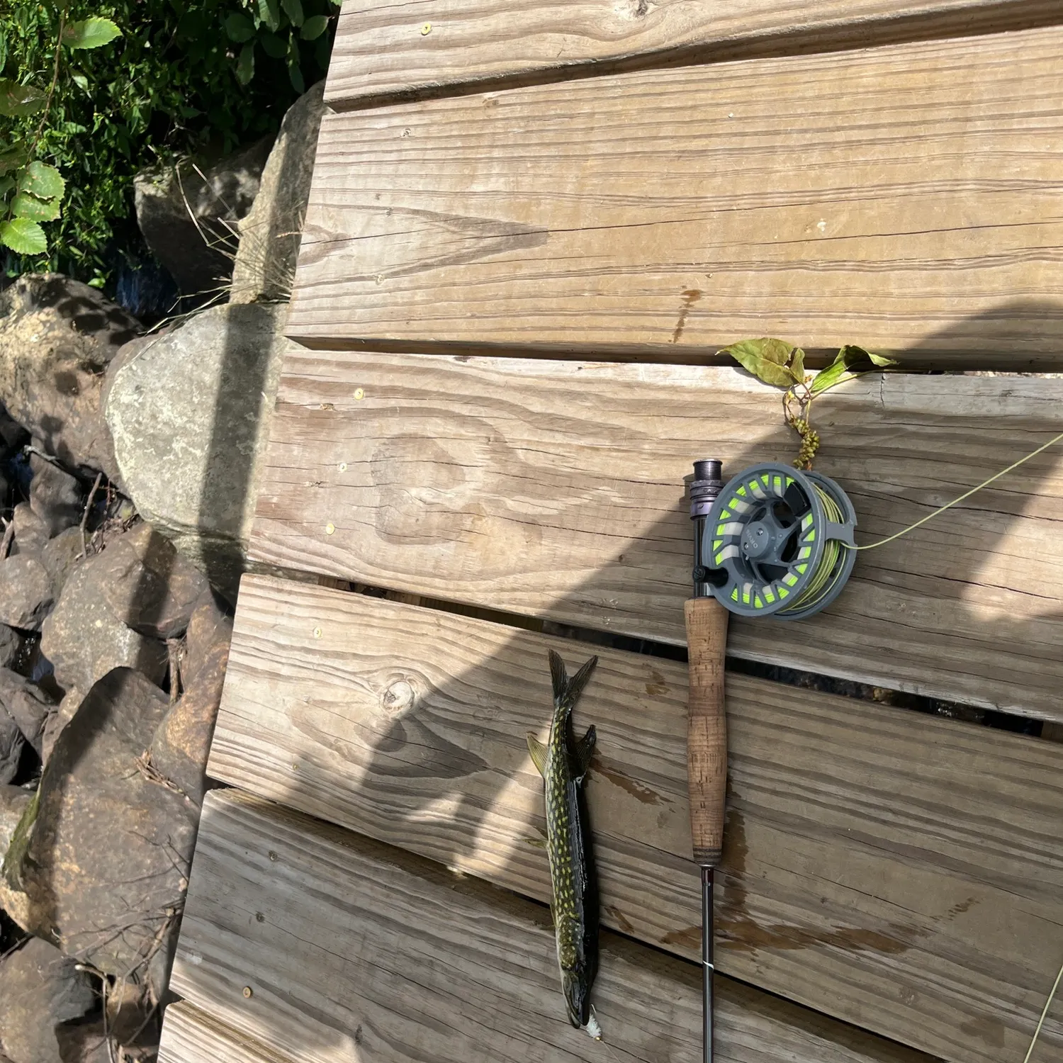 Fish caught on Fishbrain