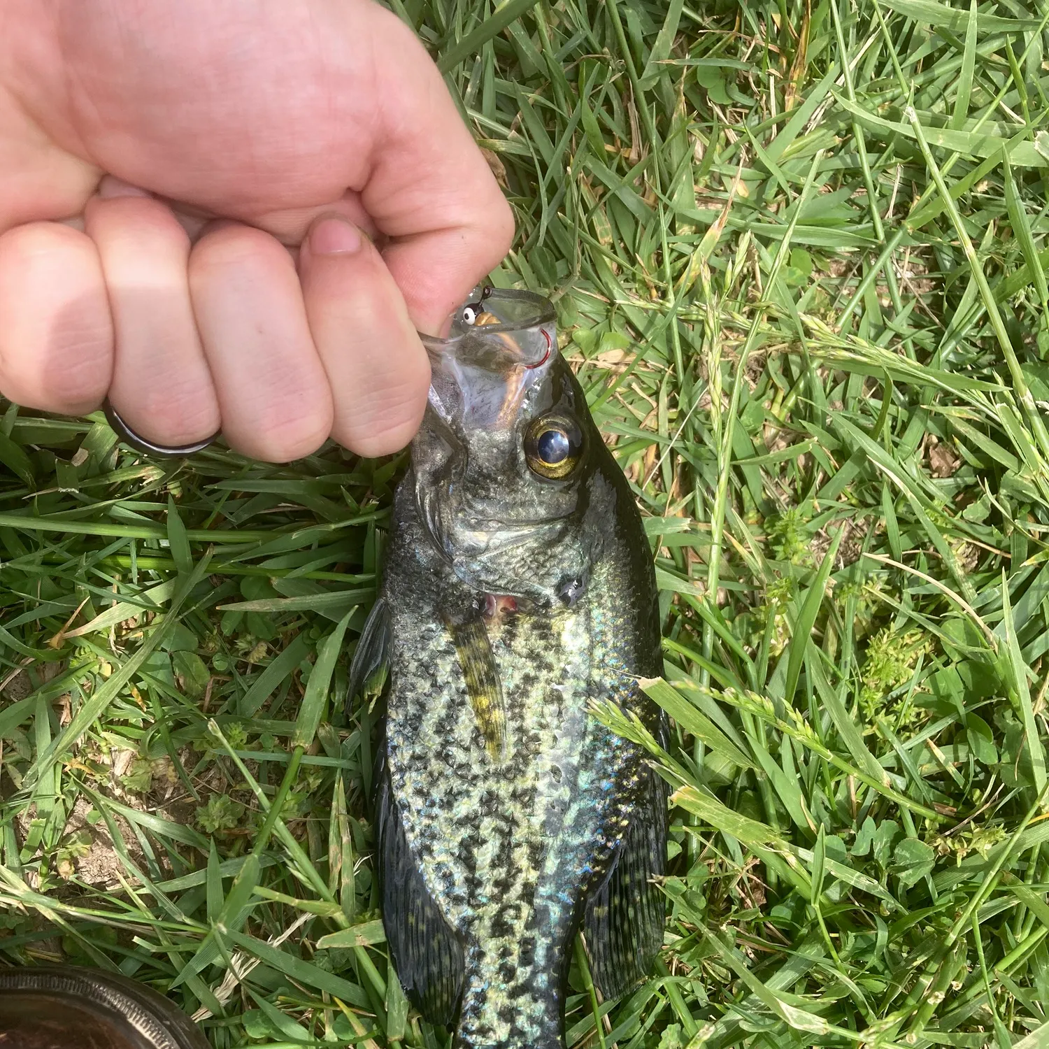 The most recent Black crappie catches on Fishbrain