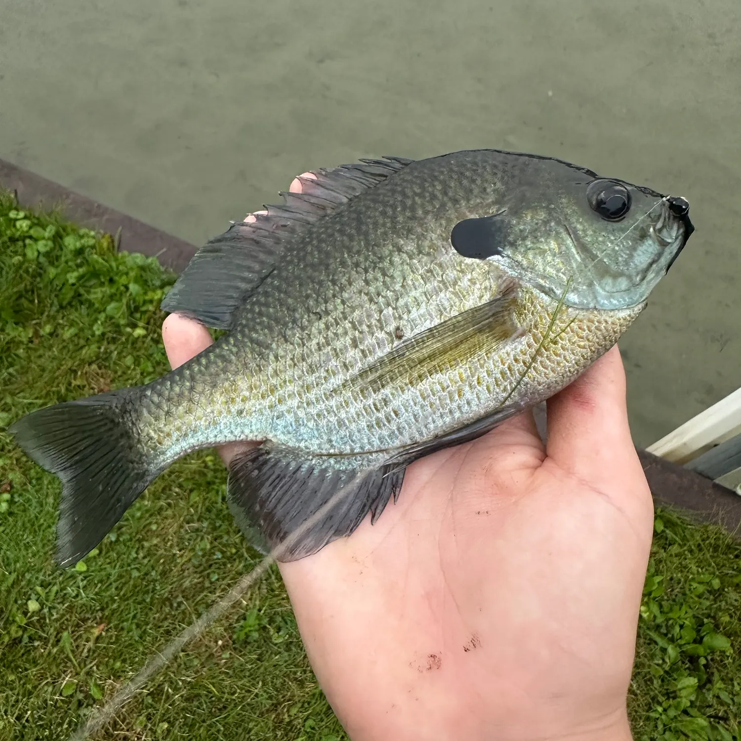 Bluegill caught on Fishbrain