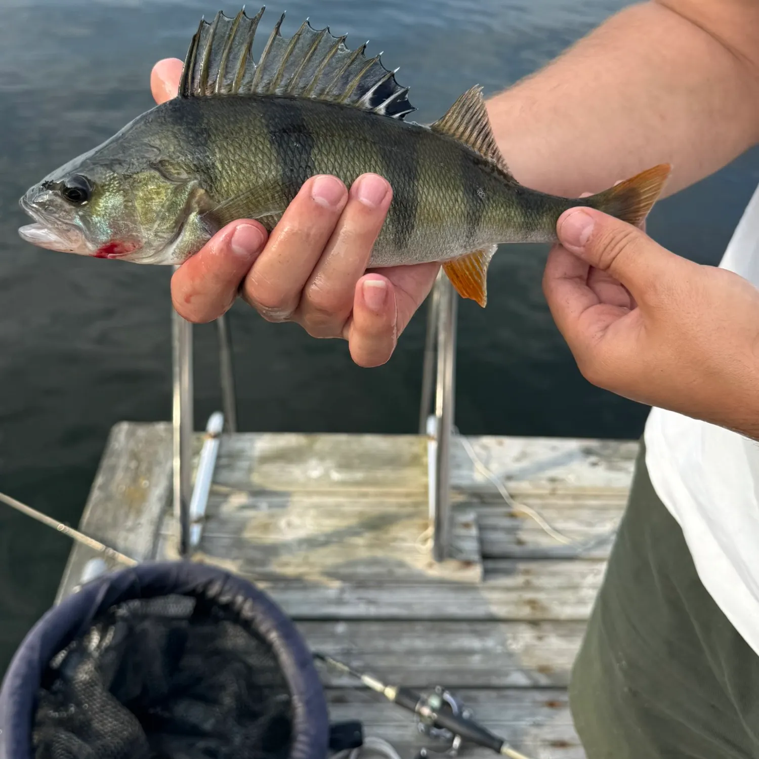 European perch caught on Fishbrain
