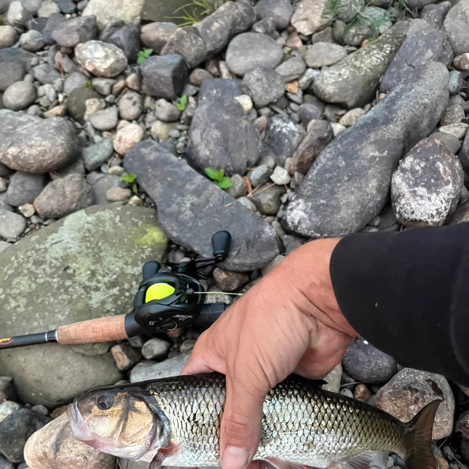 Fallfish caught on Fishbrain