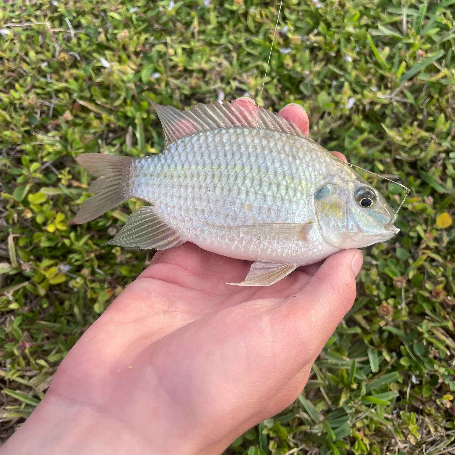 The most recent Blackchin tilapia catches on Fishbrain