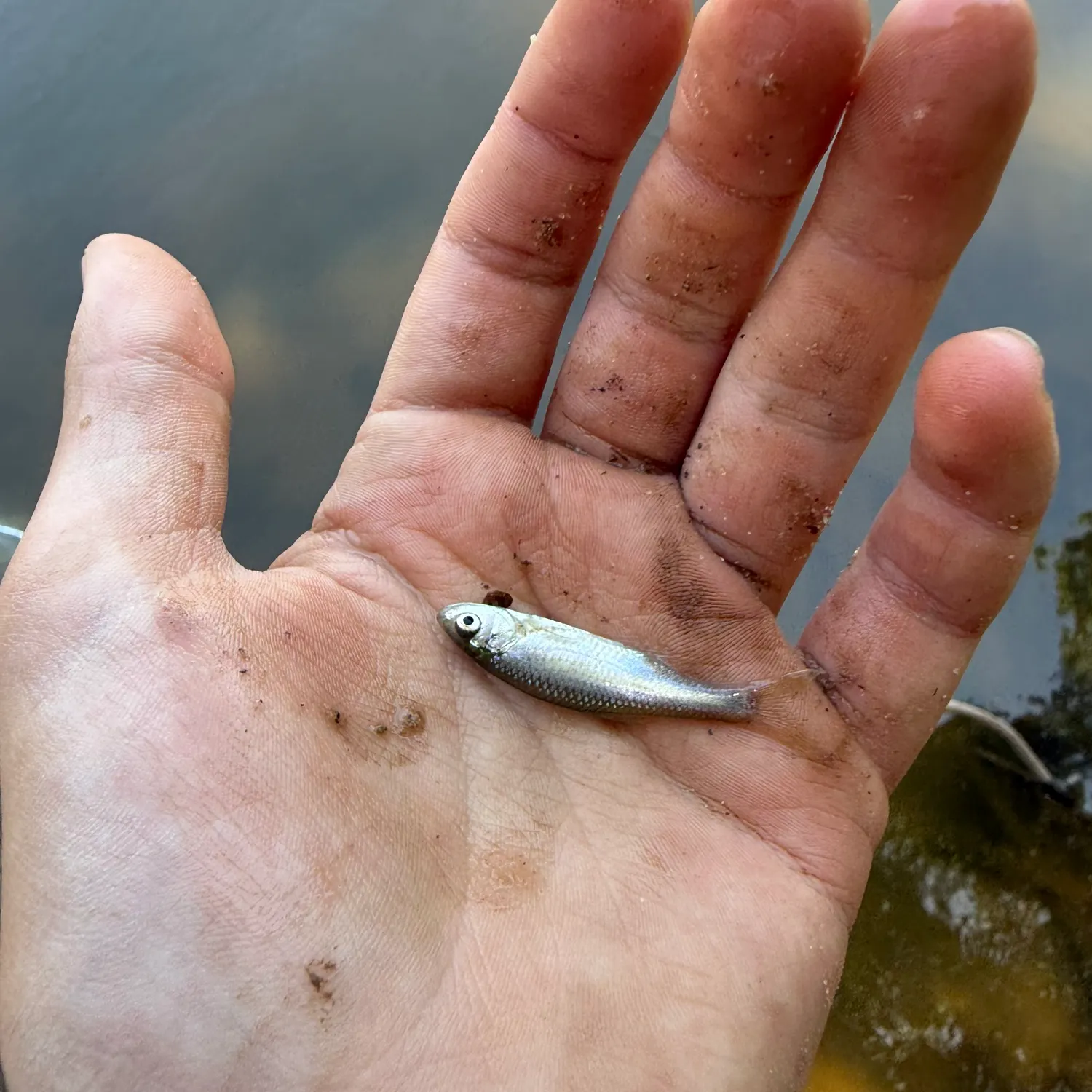 The most recent Eastern silvery minnow catches on Fishbrain