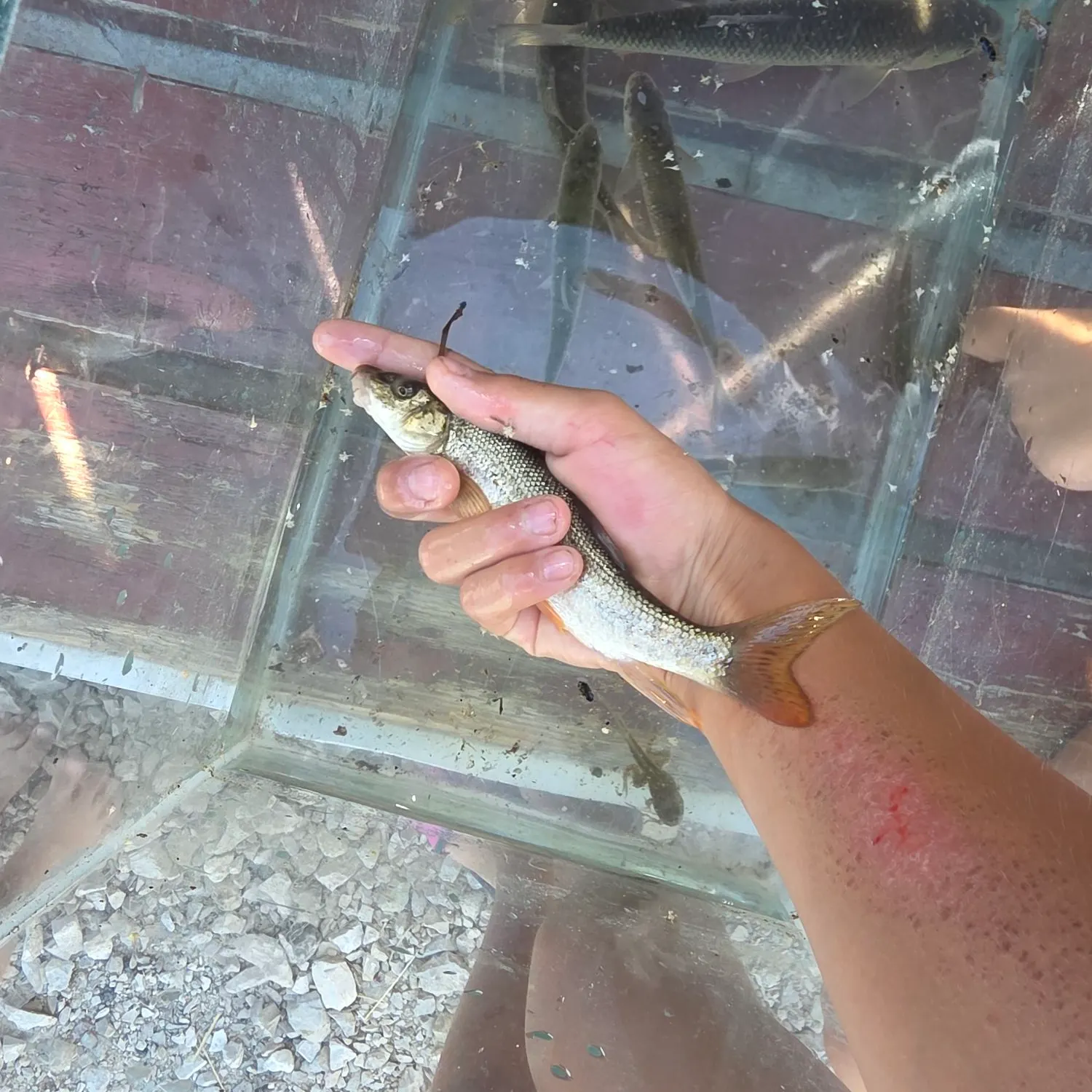 European chub caught on Fishbrain
