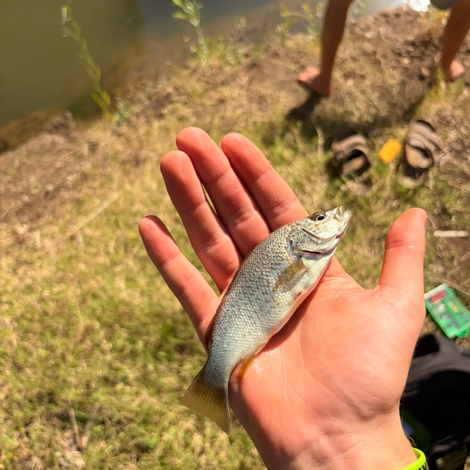 The most recent Spangled perch catches on Fishbrain