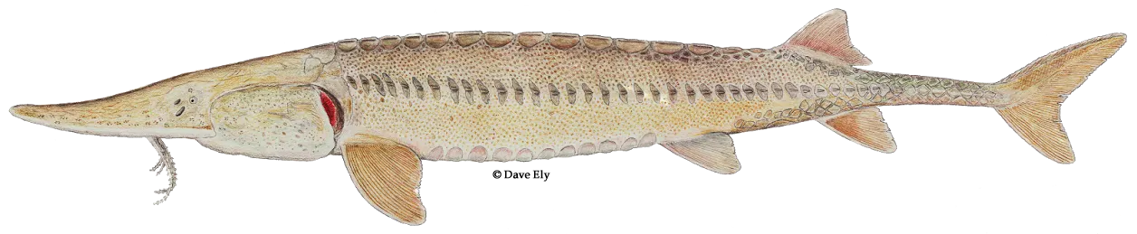 Pallid sturgeon