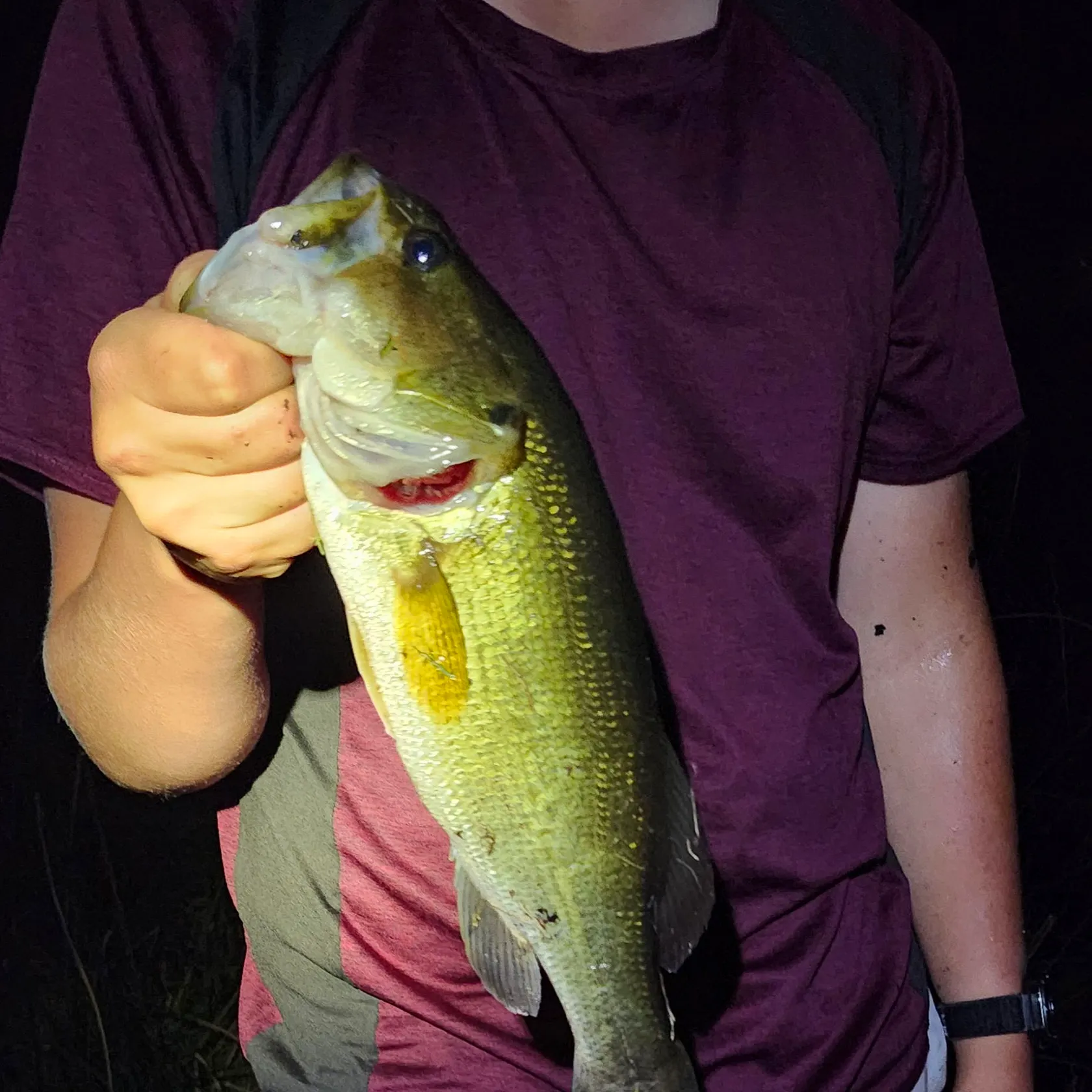 Largemouth bass caught on Fishbrain