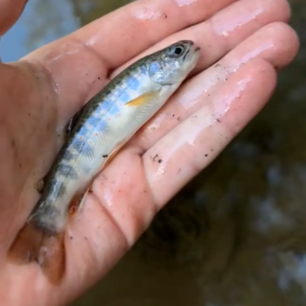 Brook trout caught on Fishbrain