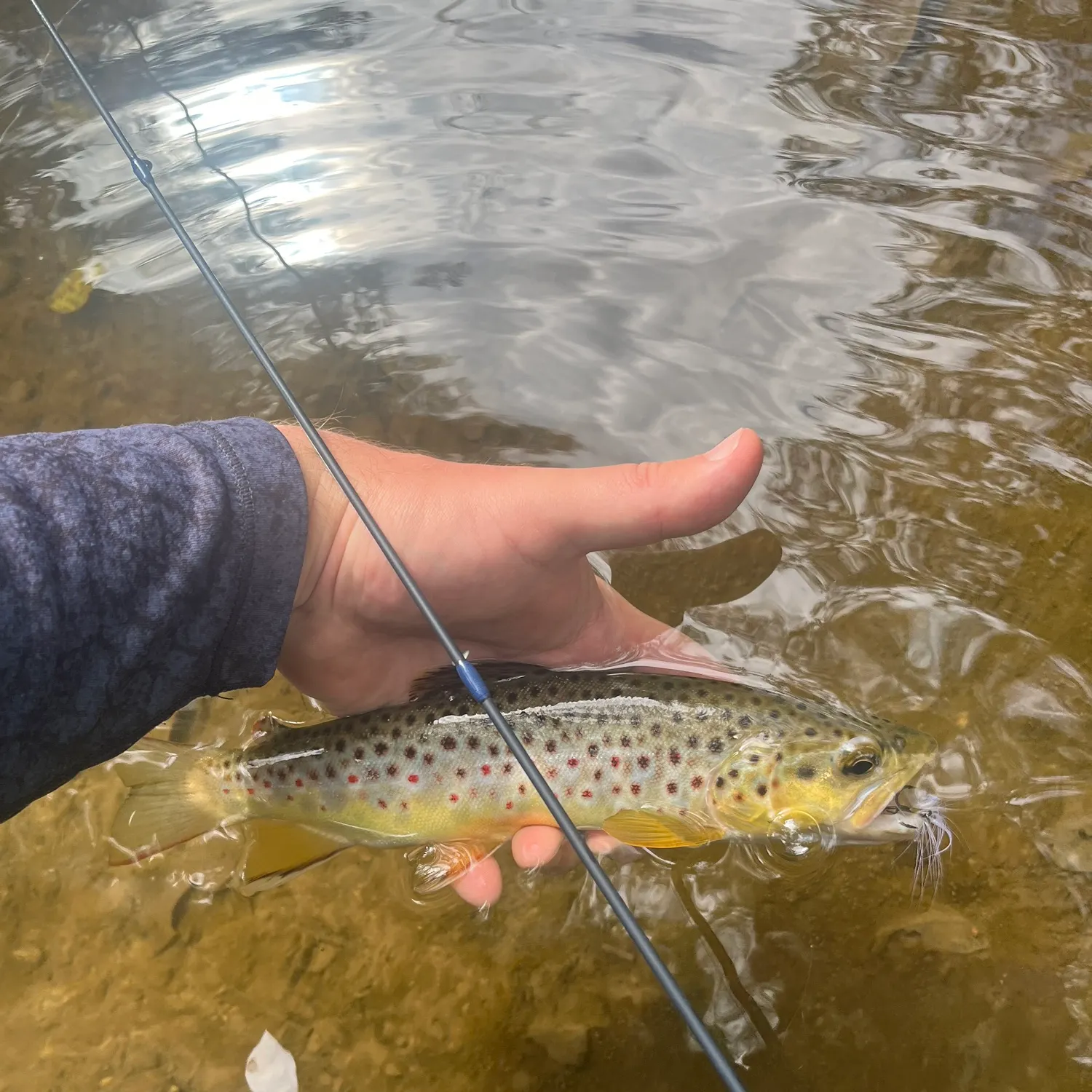Brown trout caught on Fishbrain