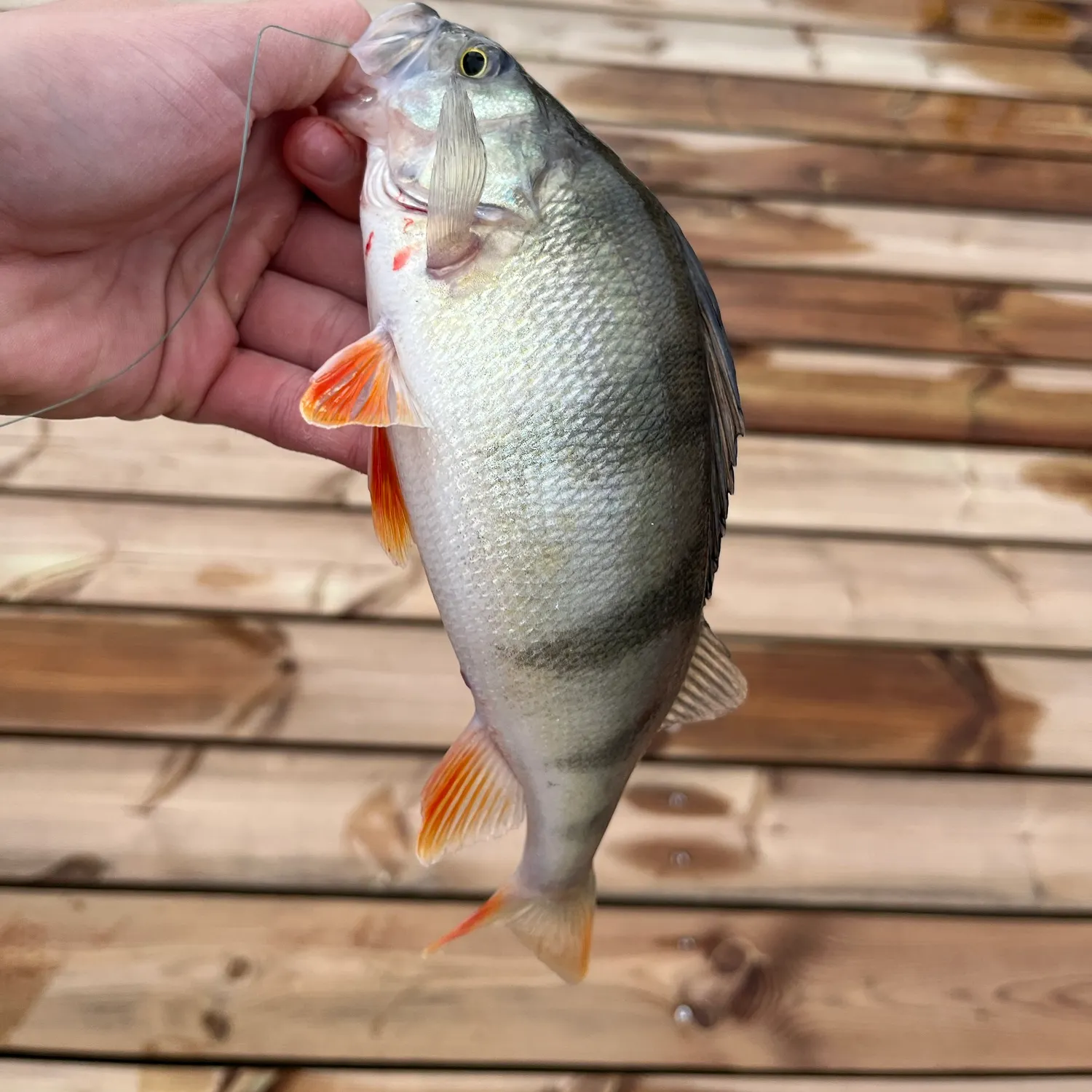 European perch caught on Fishbrain