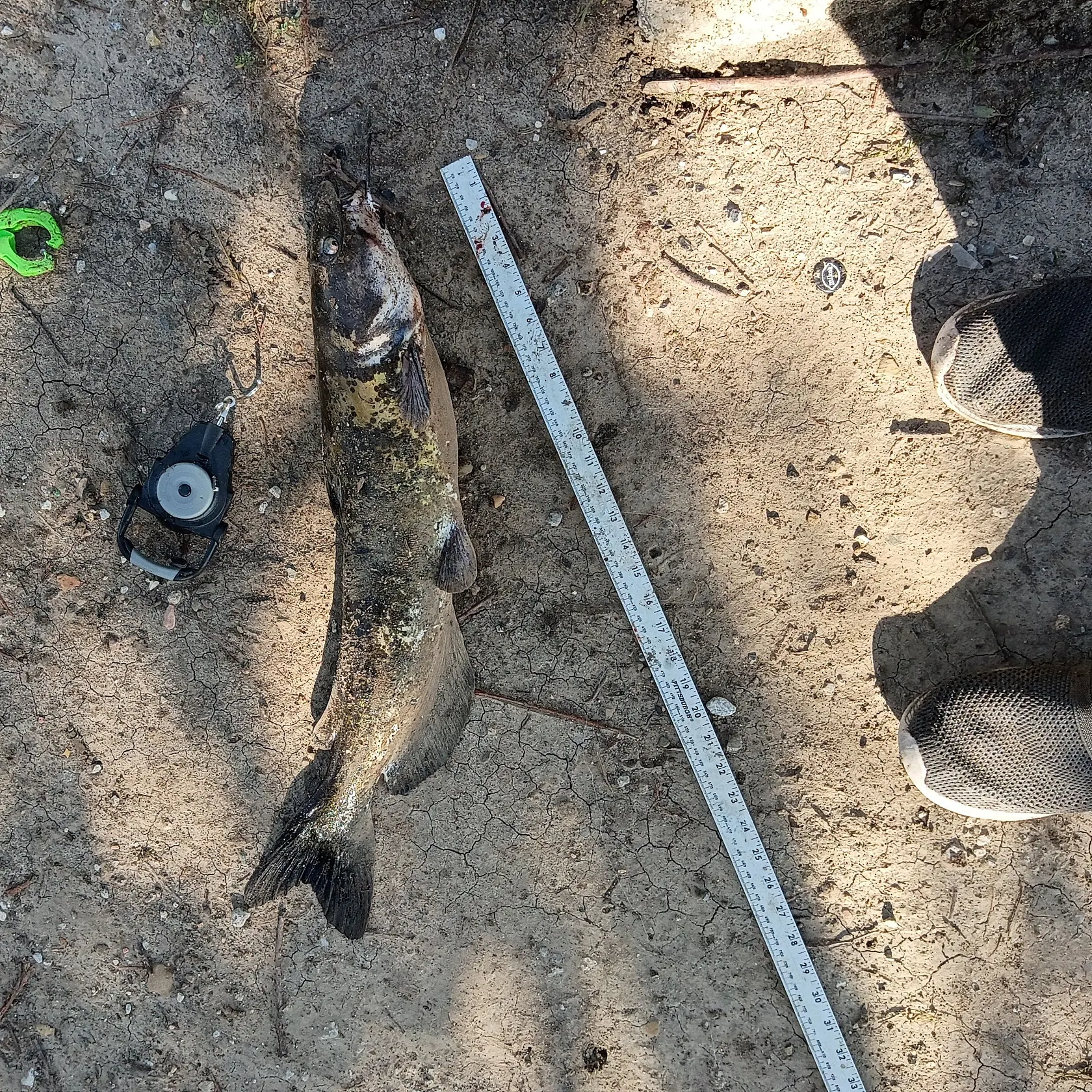 Channel catfish caught on Fishbrain