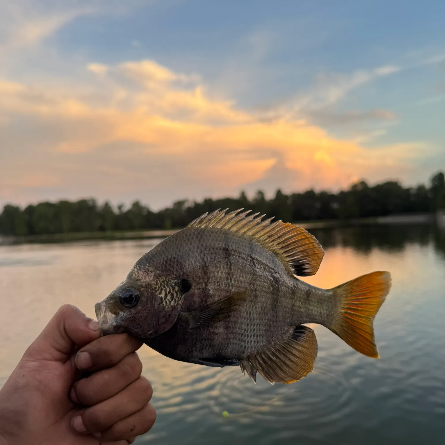 Bluegill caught on Fishbrain