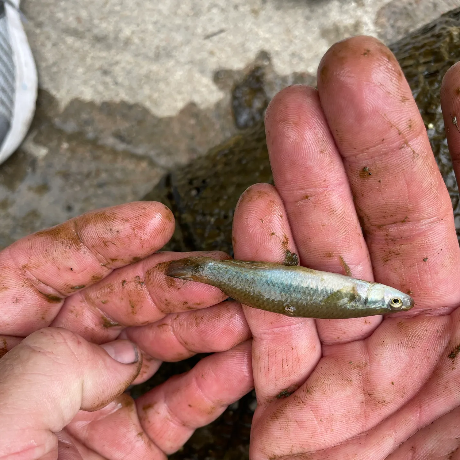 The most recent Blackstripe topminnow catches on Fishbrain