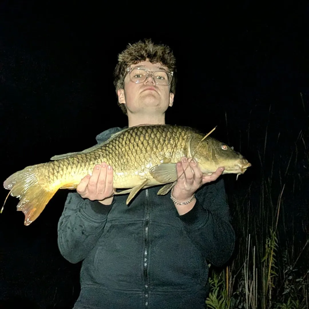 Common carp caught on Fishbrain