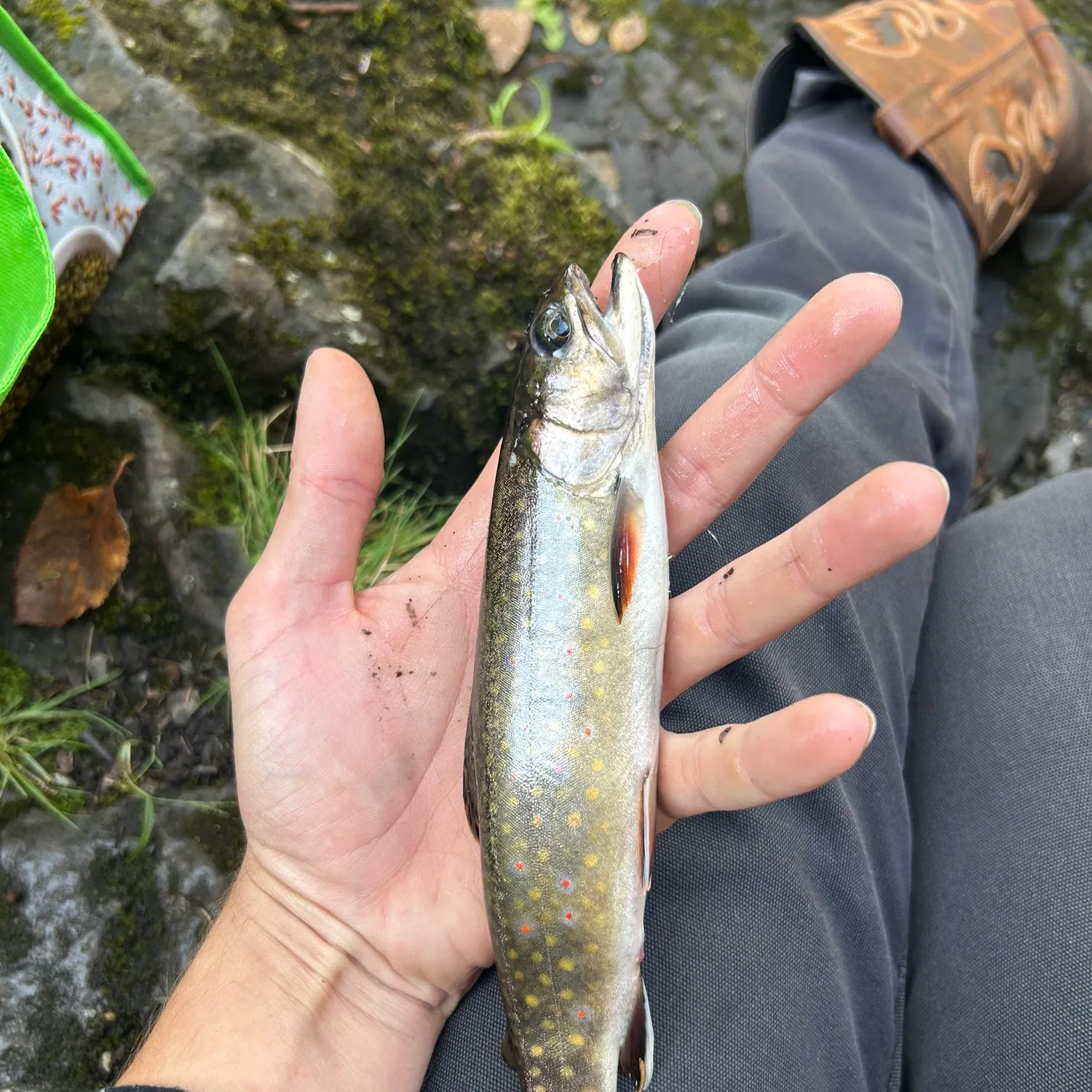 Brook trout caught on Fishbrain
