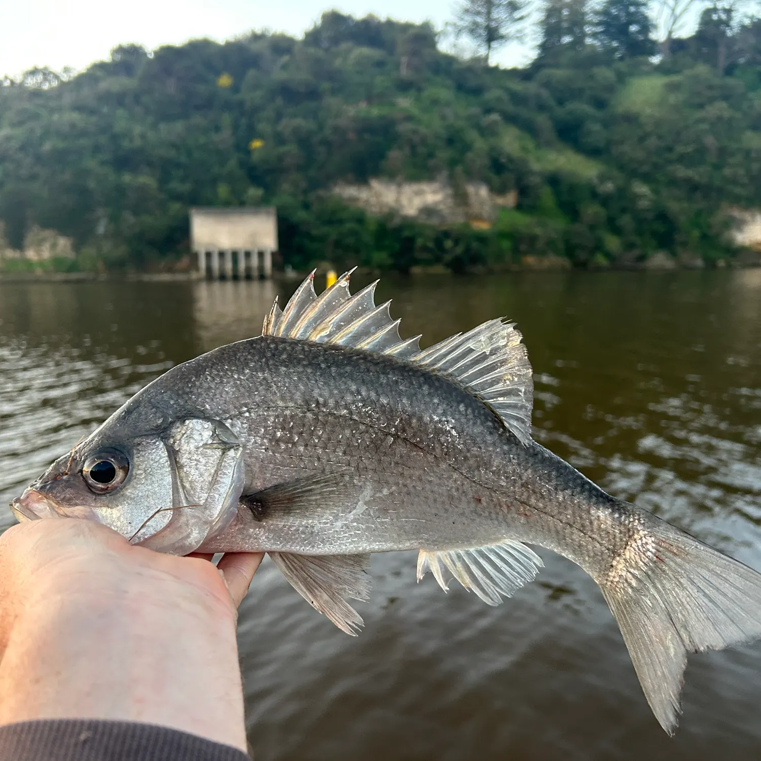 Estuary perch caught on Fishbrain