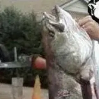 The most recent Wreckfish grouper catches on Fishbrain