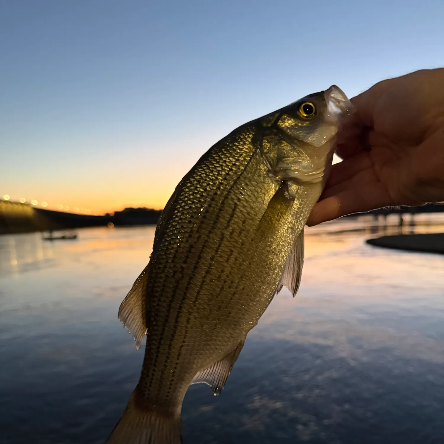 White bass caught on Fishbrain