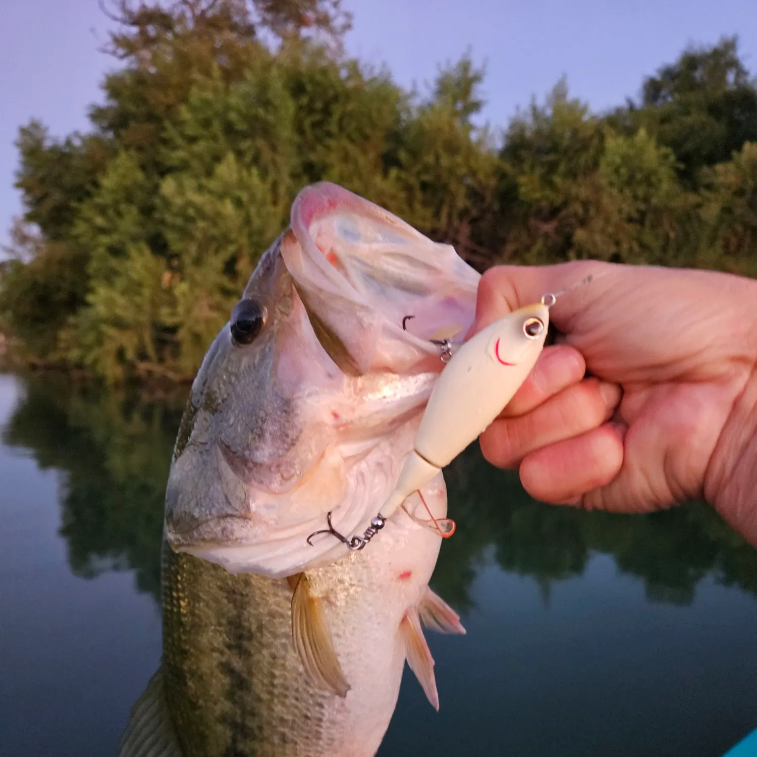 Largemouth bass caught on Fishbrain