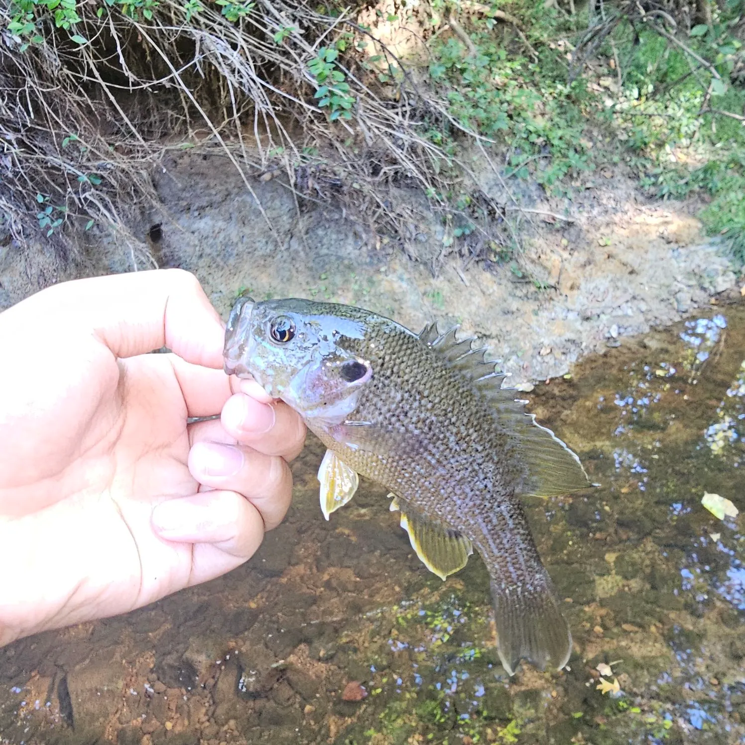 Green sunfish caught on Fishbrain