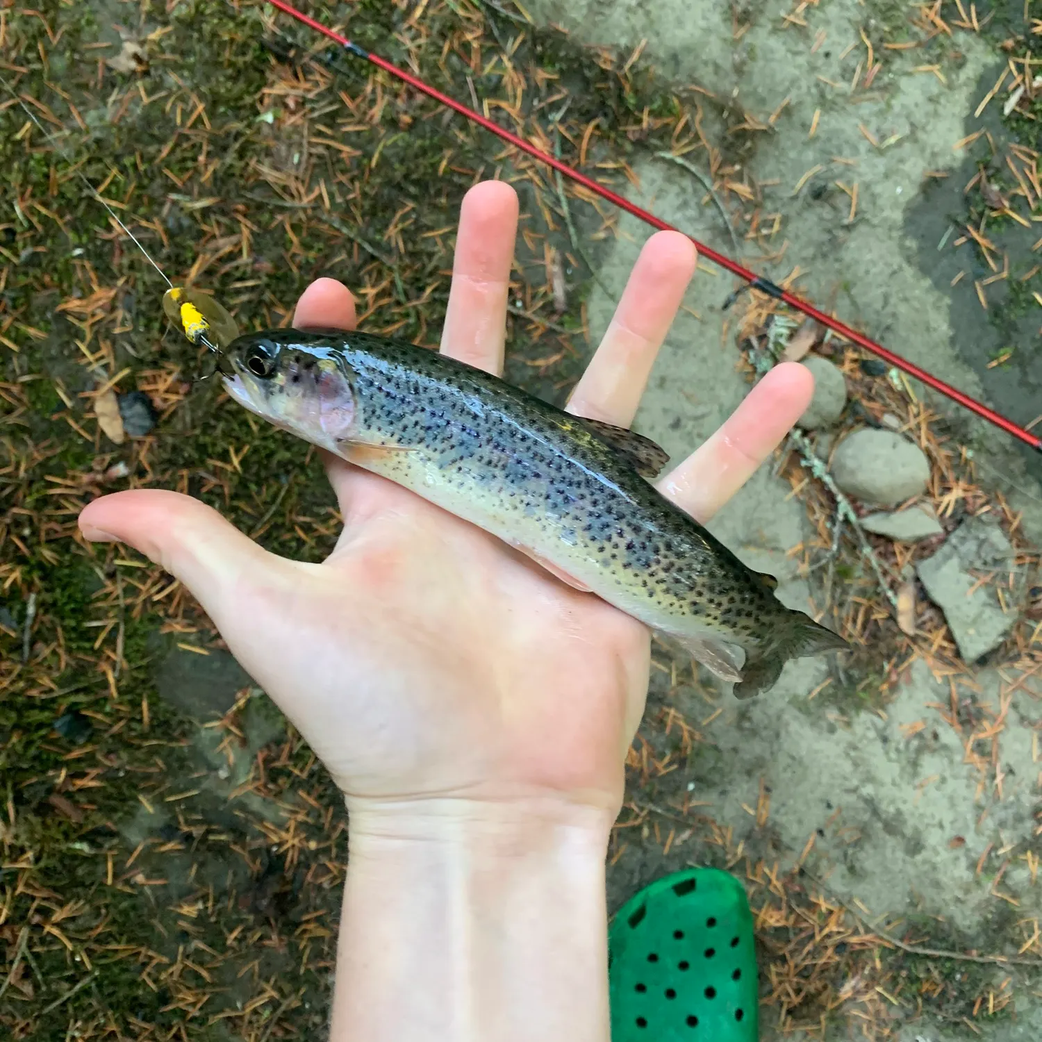 Coastal cutthroat trout caught on Fishbrain