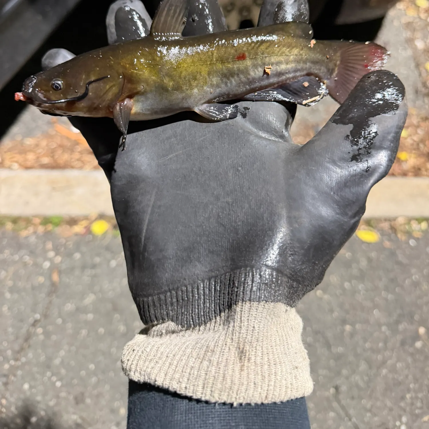 Black bullhead caught on Fishbrain