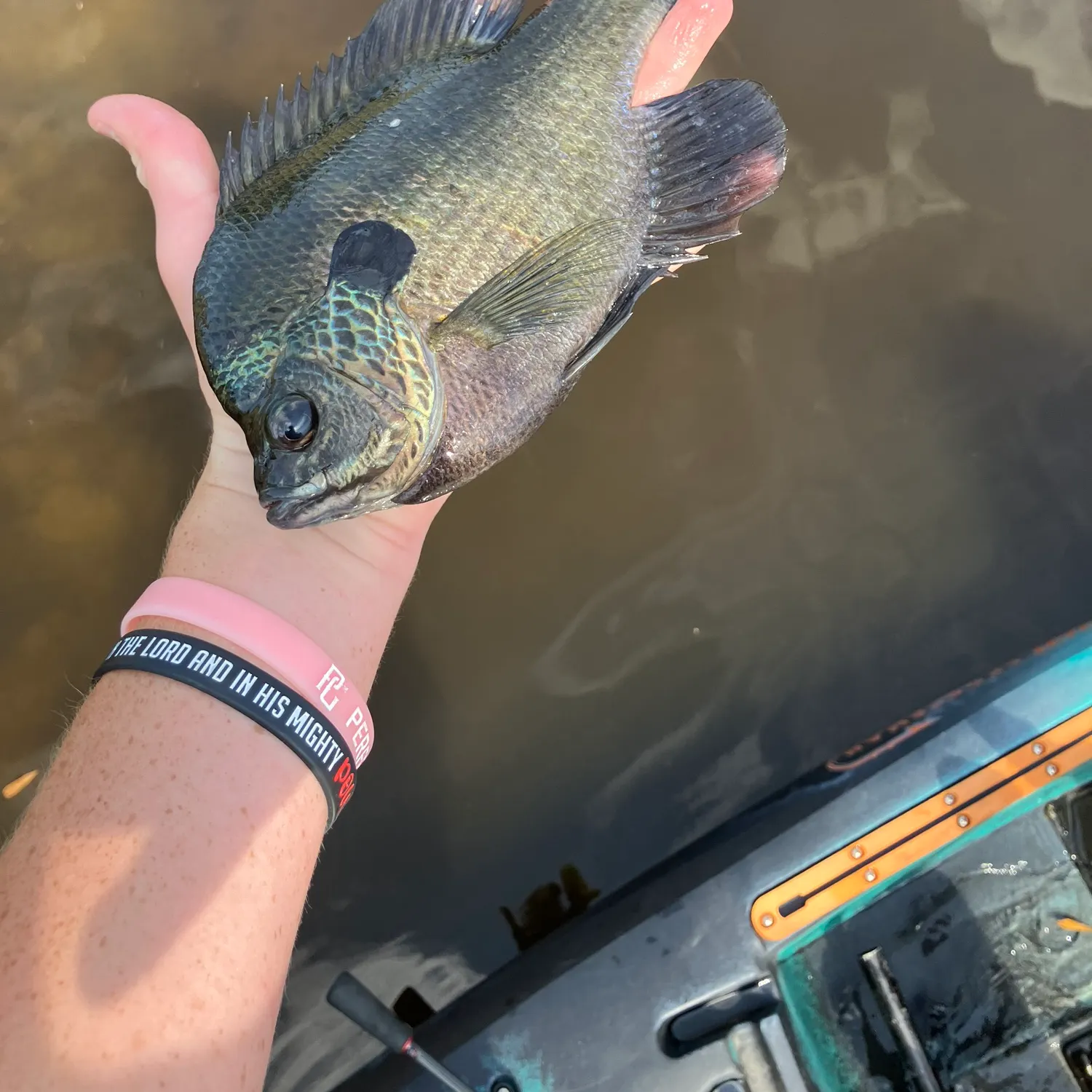 Bluegill caught on Fishbrain