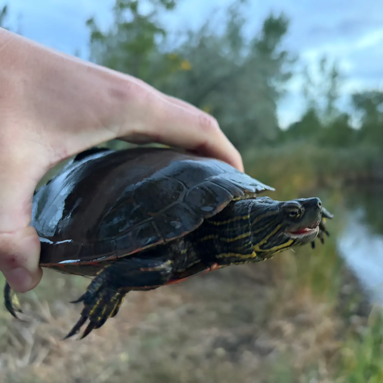 Painted turtle caught on Fishbrain
