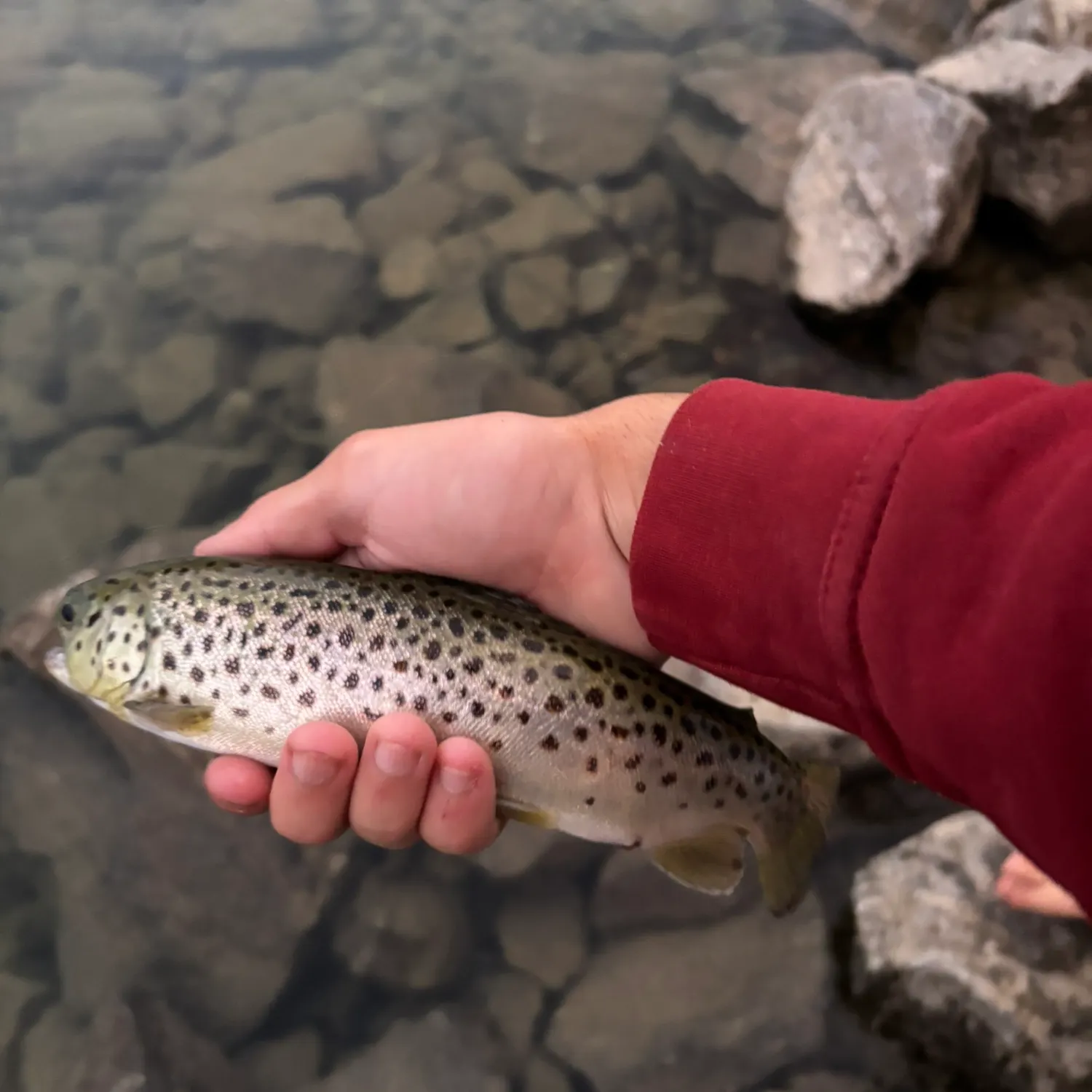 recently logged catches