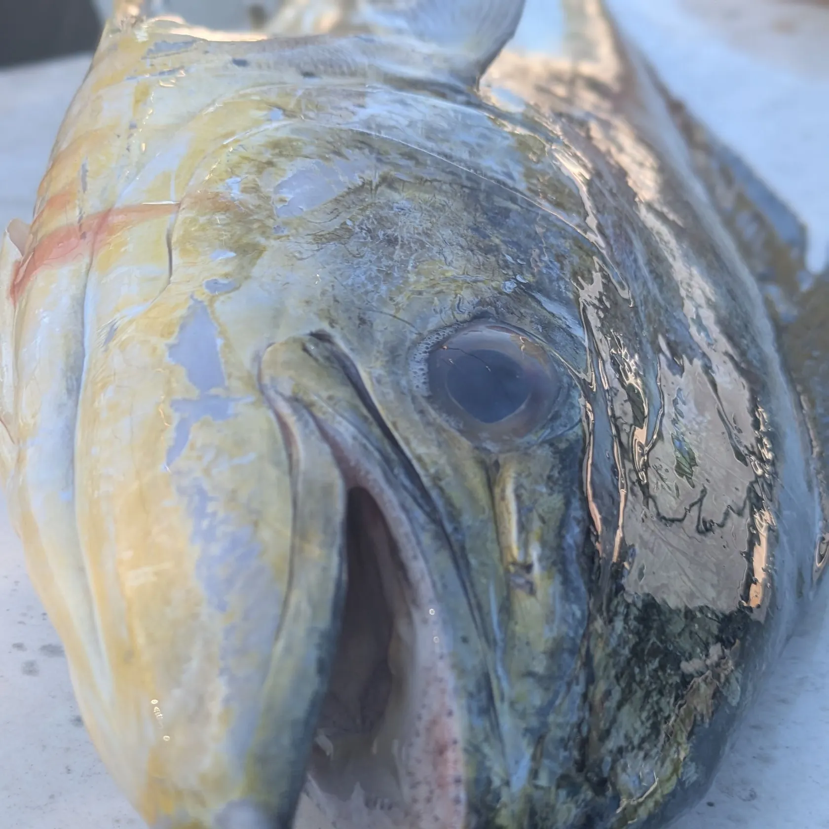 The most recent Common dolphinfish catches on Fishbrain