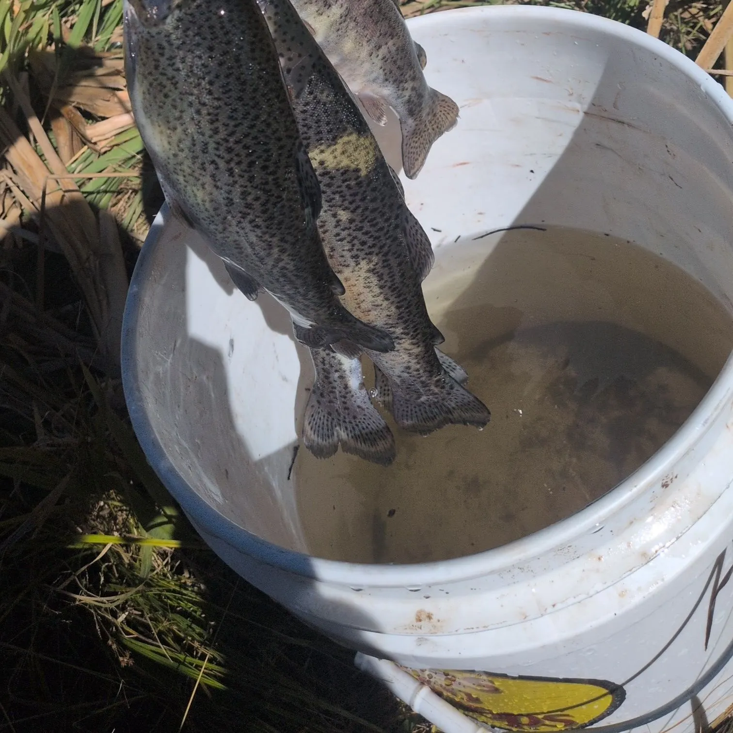 Rainbow trout caught on Fishbrain