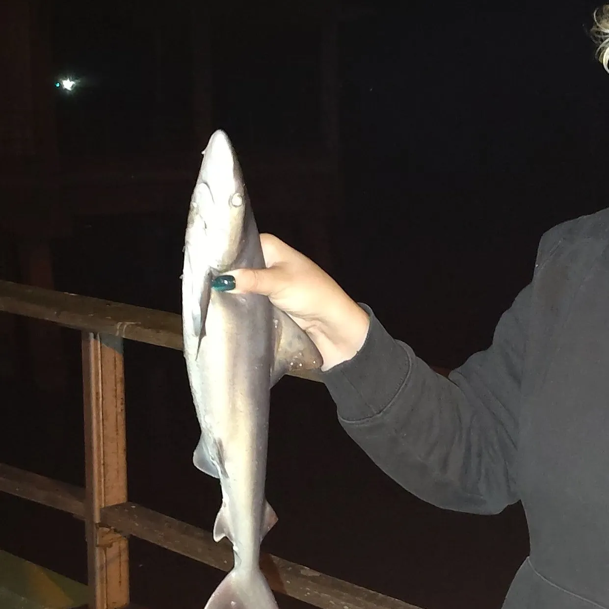 The most recent Atlantic sharpnose shark catches on Fishbrain