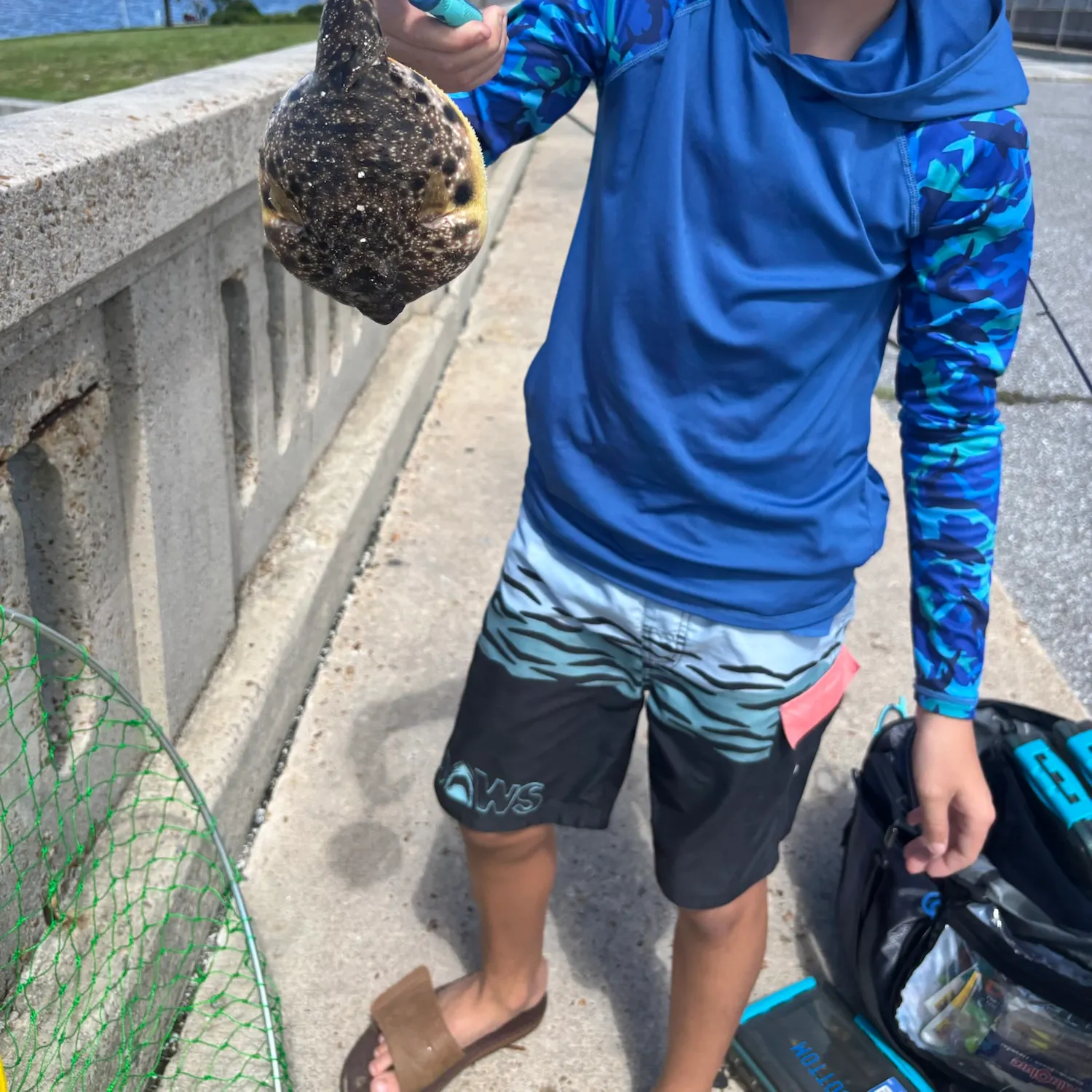 Southern puffer caught on Fishbrain