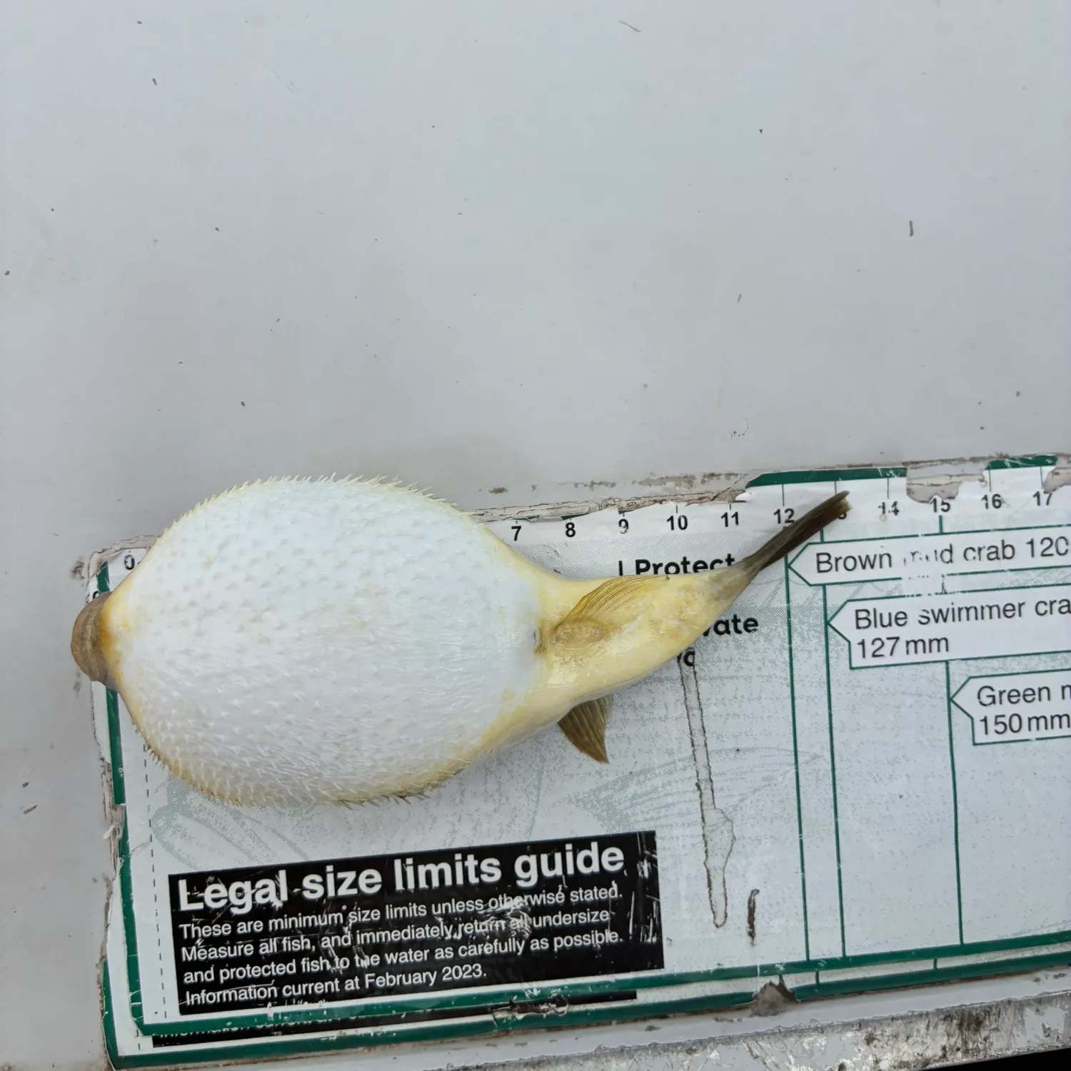 Fish caught on Fishbrain