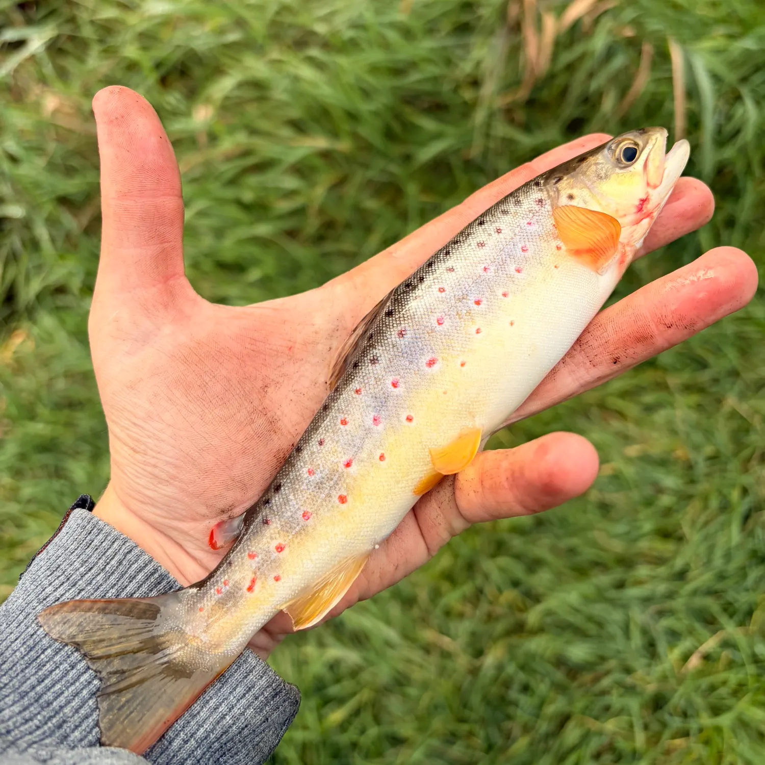 Brown trout caught on Fishbrain