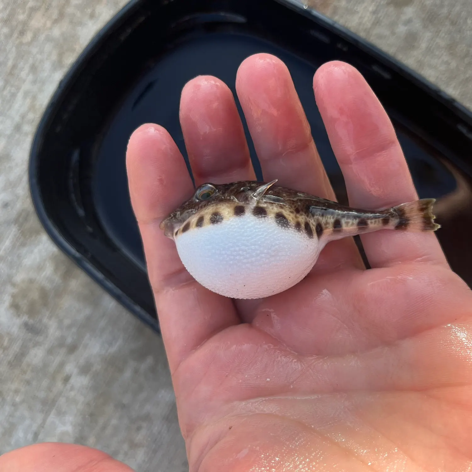 The most recent Bandtail puffer catches on Fishbrain